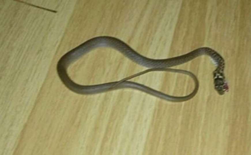 BiH: Ispod kreveta u spavaćoj sobi pronašla zmiju