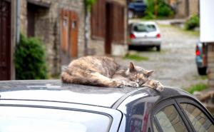 Kako olakšati mačkama stres pri vožnji automobilom