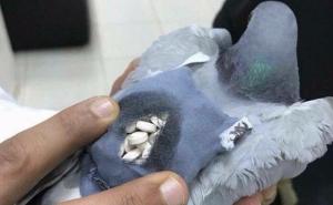 Policija ubila goluba pismonošu koji je dopremao drogu u zatvor 