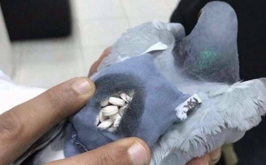 Policija ubila goluba pismonošu koji je dopremao drogu u zatvor 