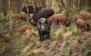 Divlje svinje doplivale Dunavom, pa napale ljude u Novom Sadu