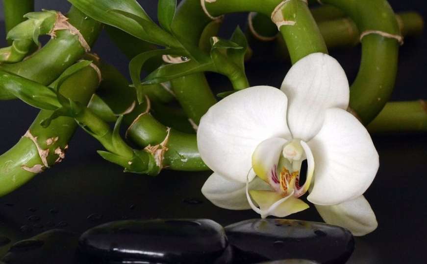 Kako pravilno zalijevati orhideje
