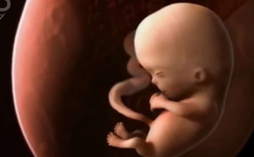 Život je čudo: Kako izgleda 9 mjeseci u maternici
