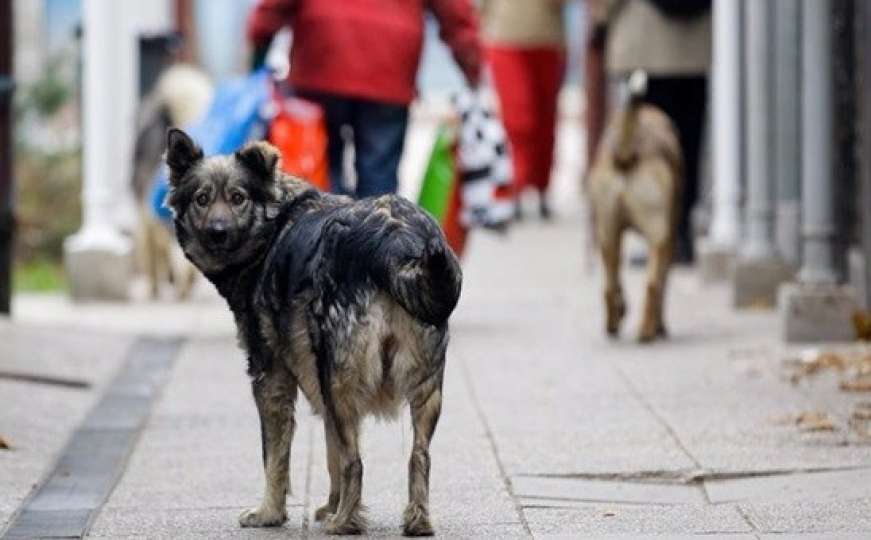 Na ulicama Sarajeva skoro duplo manje napuštenih pasa nego prošle godine