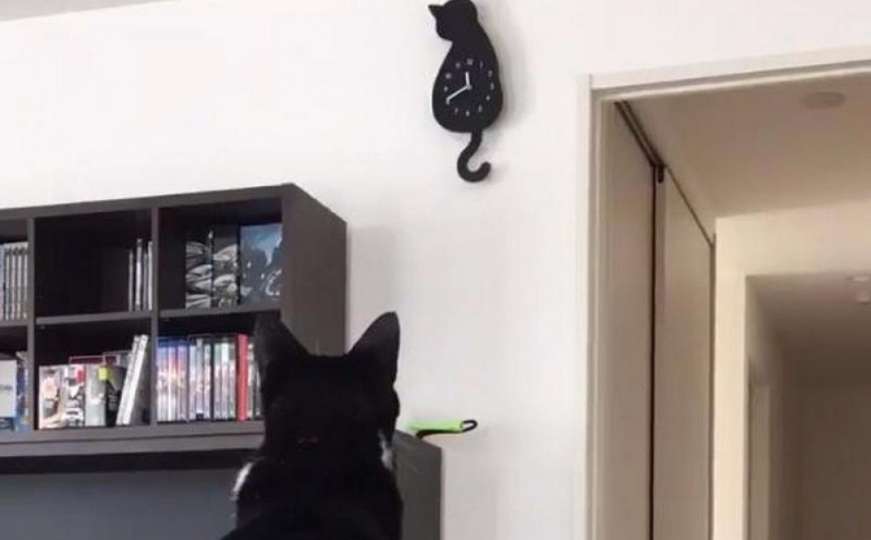 Zbunjenu mačku nije baš oduševio zidni sat 