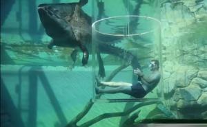 Nova australijska atrakcija: Druženje s krokodilima