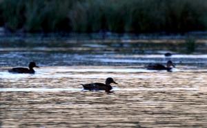 Pačije jezero u Turskoj: Pačići uče plivanje i letenje u oazi mira