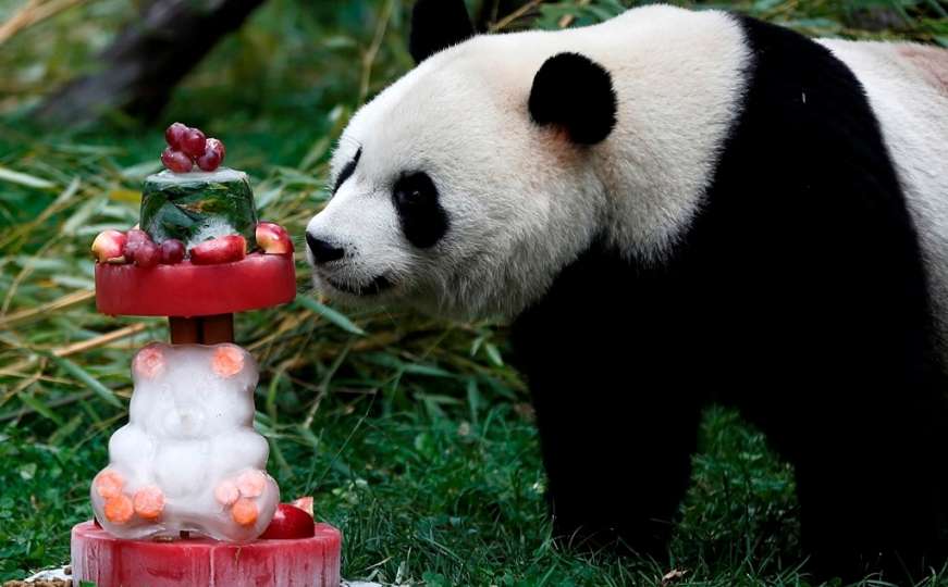 Madridski zoološki vrt proslavio prvi rođendan pande Chulina