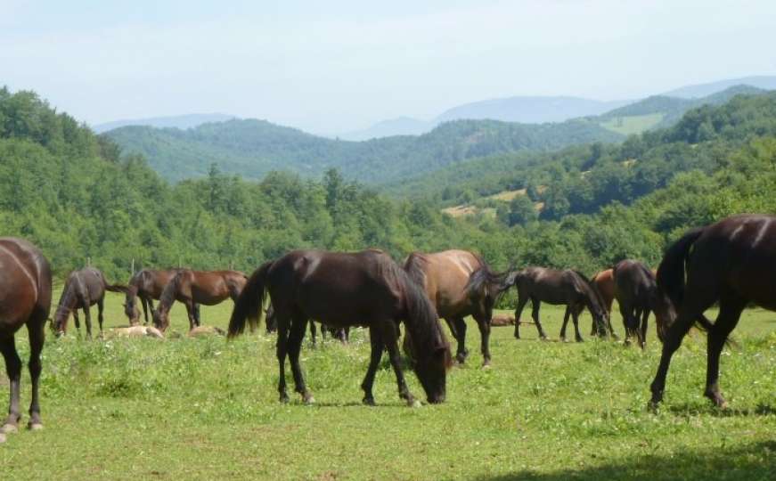 Osnovana još jedna ergela za uzgoj bosanskog brdskog konja