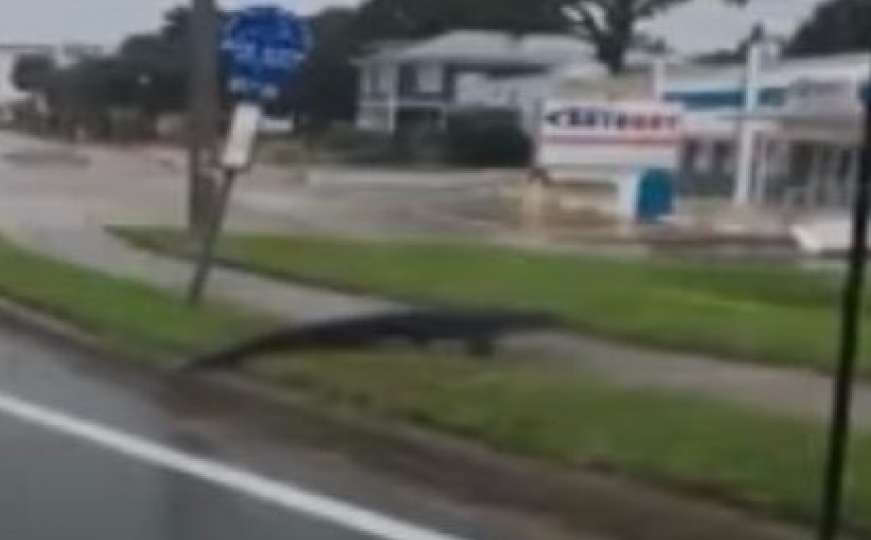 Nakon uragana Irma aligatori lutaju ulicama 
