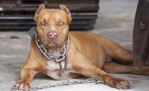 U Sloveniji nekoliko pit bula do smrti izgrizlo ženu