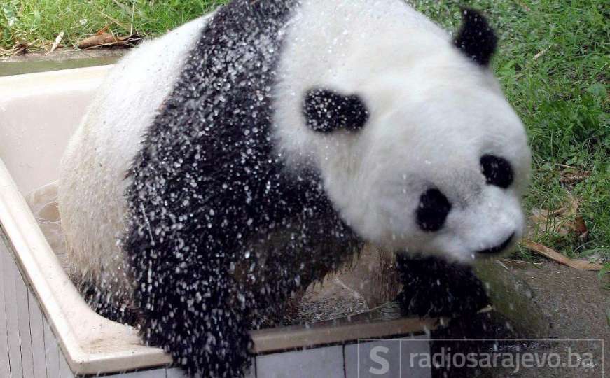 Uginula Basi, najstarija panda na svijetu 