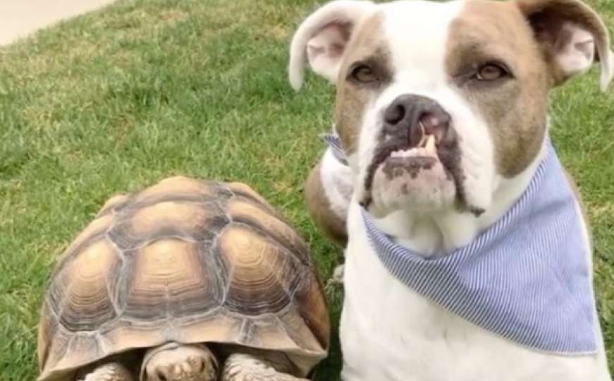 Neobično prijateljstvo psa i kornjače