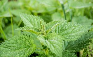Kopriva je lijek za mnoge bolesti