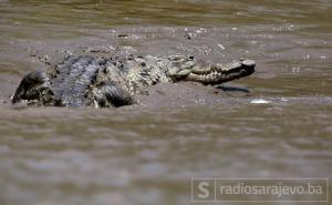 Krokodil ubio novinara dok je prao ruke u laguni