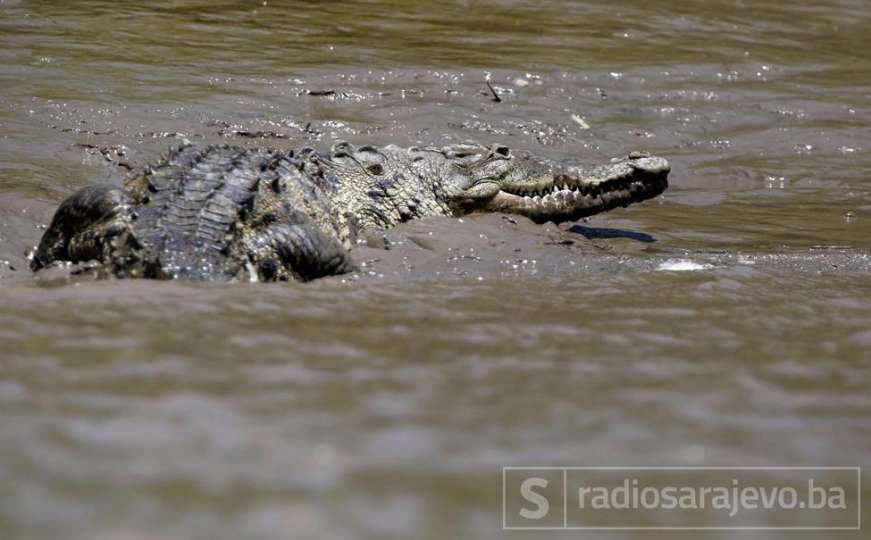 Krokodil ubio novinara dok je prao ruke u laguni