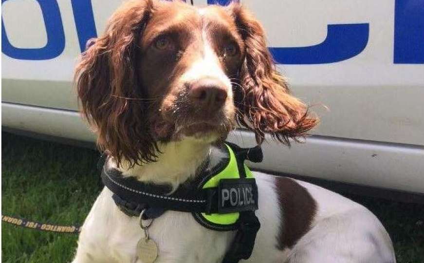 Policija zaposlila pse obučene da otkriju pedofile
