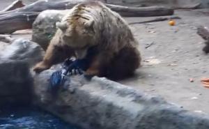 Dobroćudni medo spasio crnu vranu pa se vratio ljenčarenju