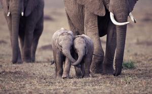  Izumiranje najviše prijeti najvećim i najmanjim životinjskim vrstama