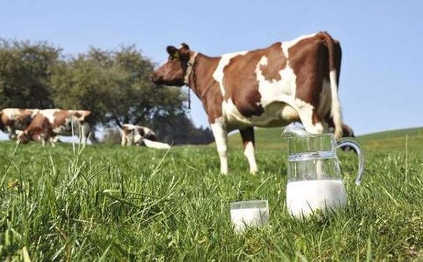 Stiglo odobrenje: Mlijeko i sir iz BiH od sada moguće izvoziti u Libiju