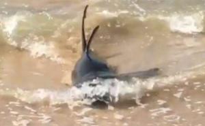 Drama na plaži: Turisti zbog ajkule panično bježali iz plićaka 