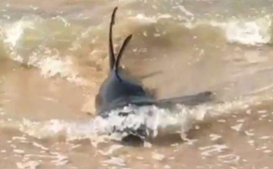 Drama na plaži: Turisti zbog ajkule panično bježali iz plićaka 