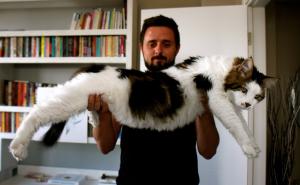 Mačak sa ponašanjem psa: Ima 7,5 kila i nema problema s pretilošću