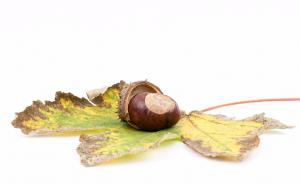 Kesten: Najslađa jesenja poslastica