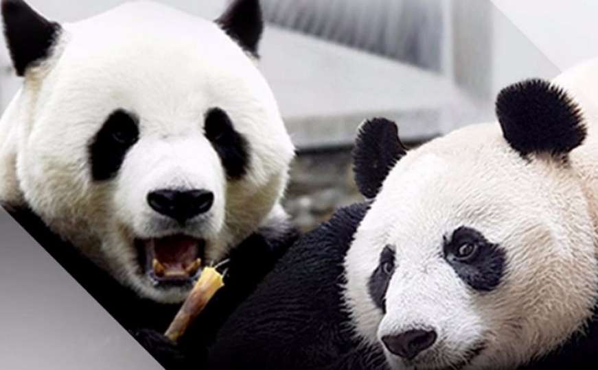 Dvije pande iz Kine stigle u diplomatsku misiju u Indoneziju