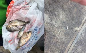 Zbunjeni i naučnici: Padala kiša riba