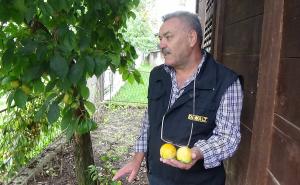 U dvorištu Esada Budimlića raste neobična japanska jabuka