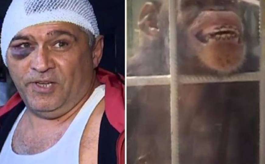 Majmun pretukao čuvara jer je "flertovao" s njegovom voljenom