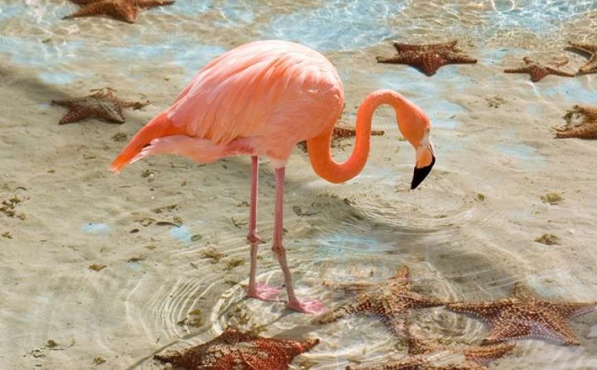 Nemile scene na Floridi: Muškarac silovao ružičastog flamingosa do smrti