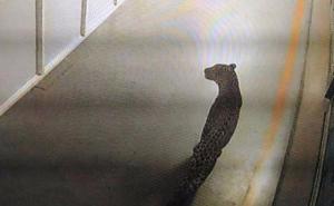 Leopard upao u fabriku automobila, na terenu 50 policajaca 