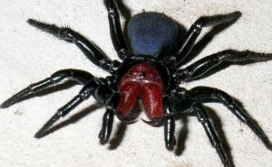 Najezda otrovnih pauka na Europu: Dolaze iz Azije i ogromni su