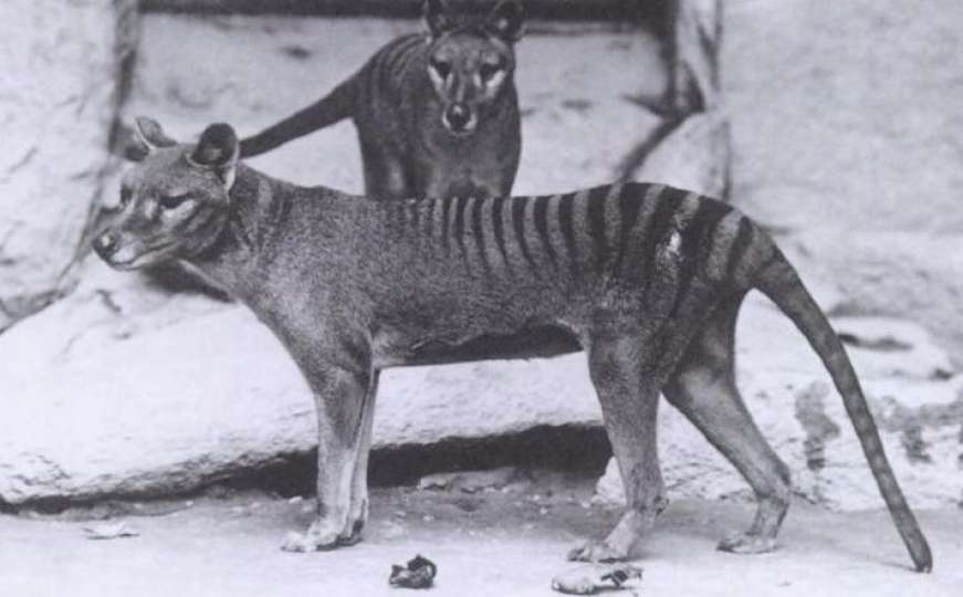 Naučnici otkrili razlog zbog kojeg su izumrli tasmanski tigrovi