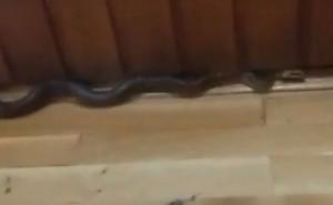 Sarajevo: Zmija uplašila učenike u fiskulturnoj sali