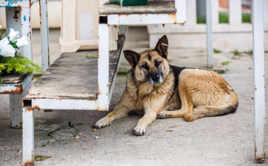Dogs Trust poziva nadležne organe da izvrše inspekcijski nadzor u azilu Prača