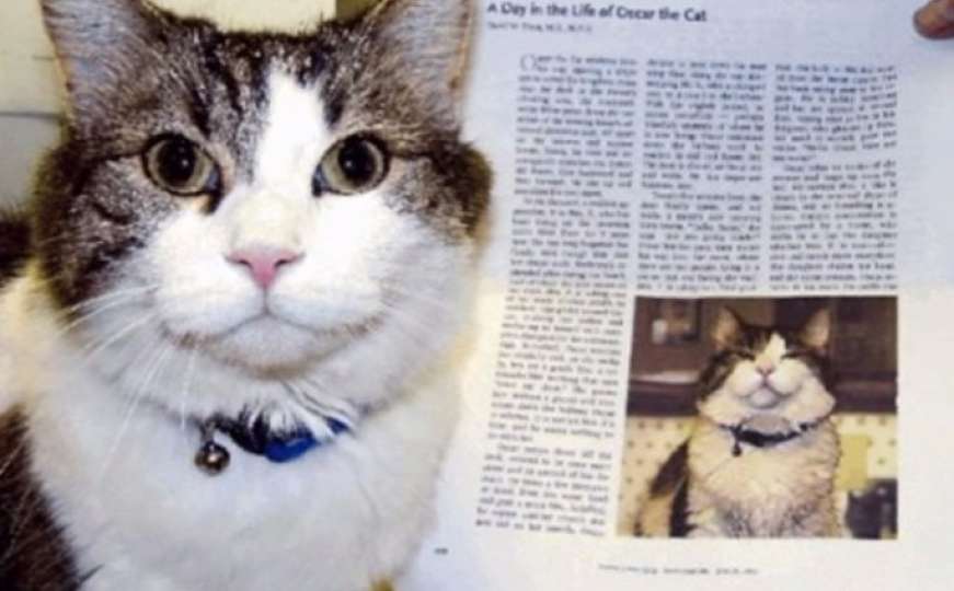 Upoznajte Oscara, posebnog mačka koji može "namirisati smrt"