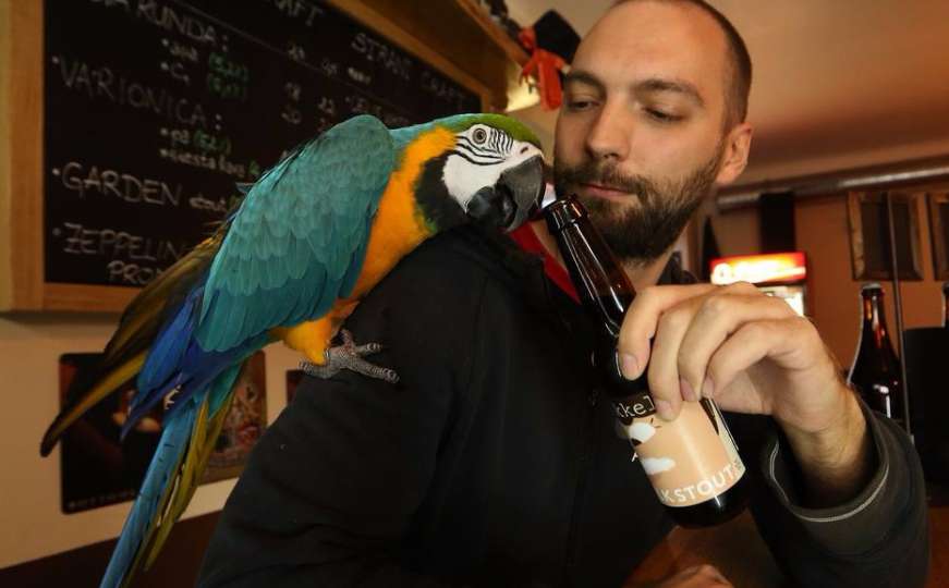 Konobar s krilima: Papagaj Jack otvara pivo svim mušterijama pivnice u Zagrebu