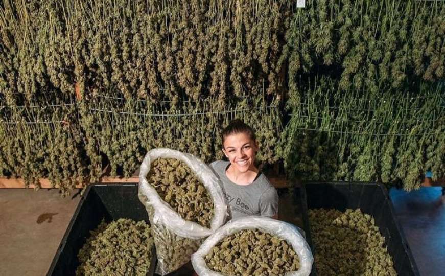 U Albaniji se nalaze najveće plantaže marihuane u Europi