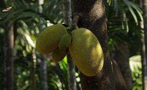  Nangka - voće koje bi milione ljudi moglo spasiti od gladi
