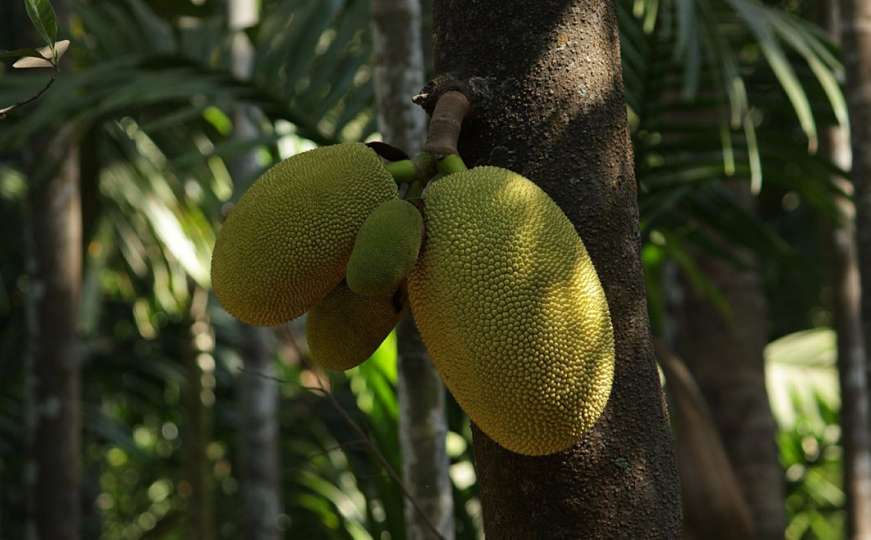  Nangka - voće koje bi milione ljudi moglo spasiti od gladi