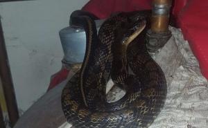 Zapanjujući prizor: Našao egzotičnu zmiju omotanu oko bojlera