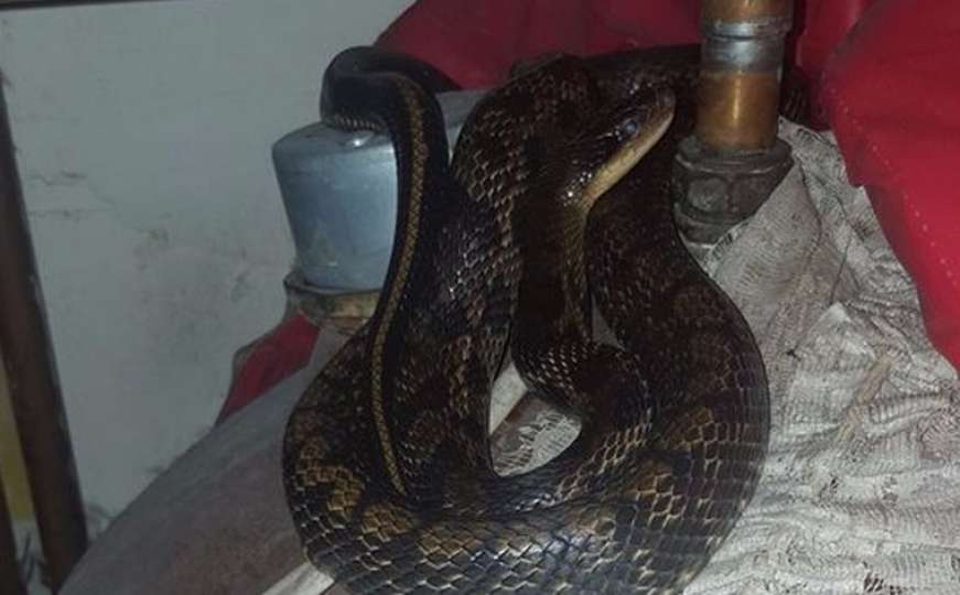 Zapanjujući prizor: Našao egzotičnu zmiju omotanu oko bojlera
