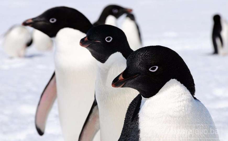 Hiljade pingvina uginulo od gladi na Antarktici