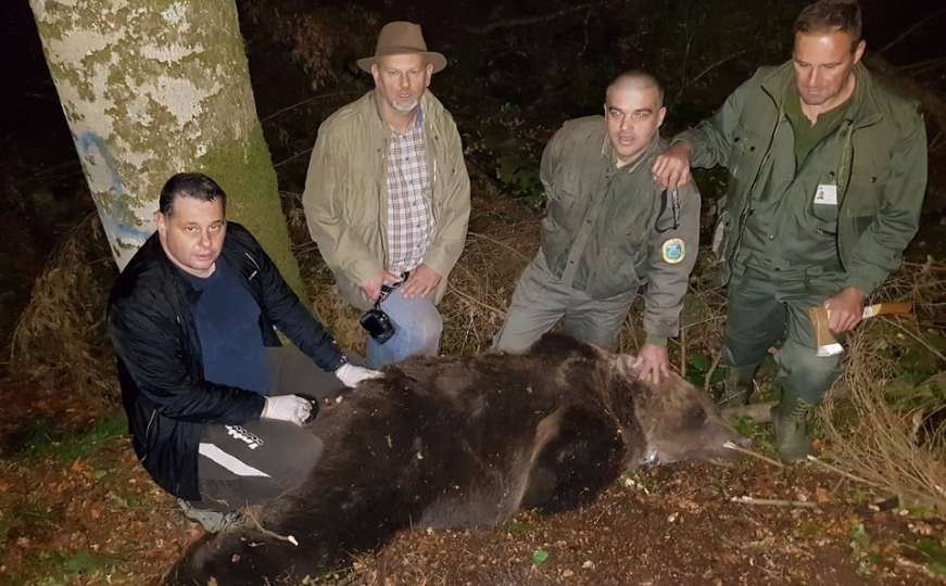 Markiran jedan od najvećih mrkih medvjeda na Balkanu
