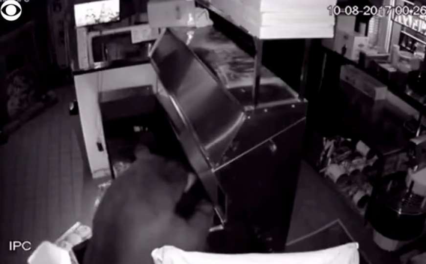 Medvjedi provalili u restoran i pojeli 30 kilograma hrane iz frižidera