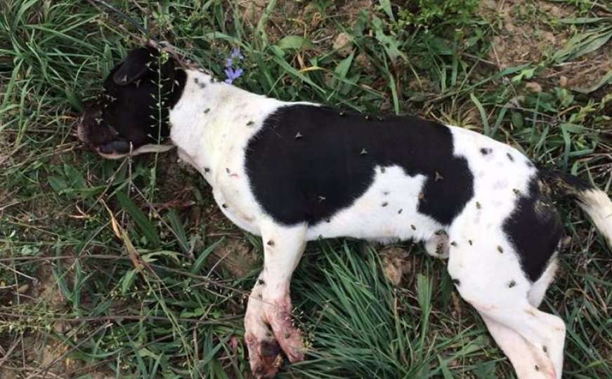 Uznemirujuće fotografije: Tri psa mučena i svirepo ubijena u Bijeljini 