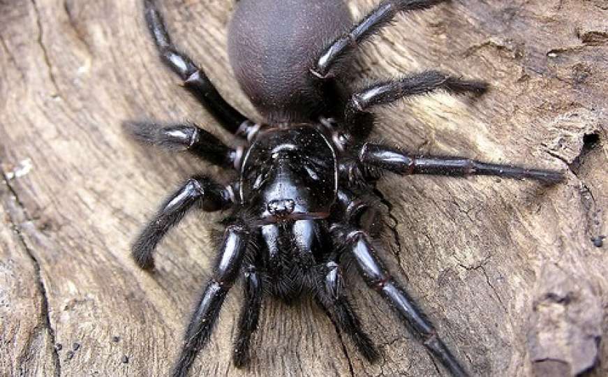 Otrov smrtonosnog australijskog pauka mogao bi spašavati živote